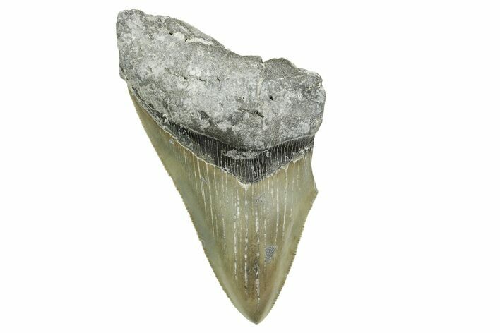 Partial, Fossil Megalodon Tooth - Serrated Blade #368077